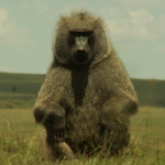 majmun 150x150 Island of Life and Death: Upcomming film by Kiro Urdin